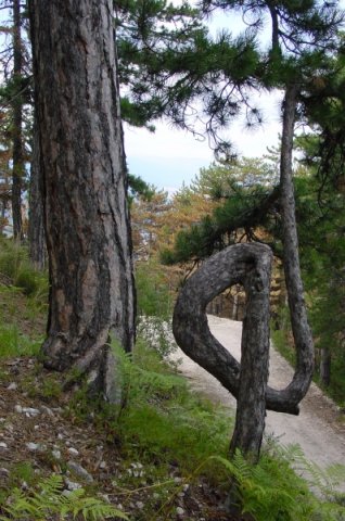 rilanature29